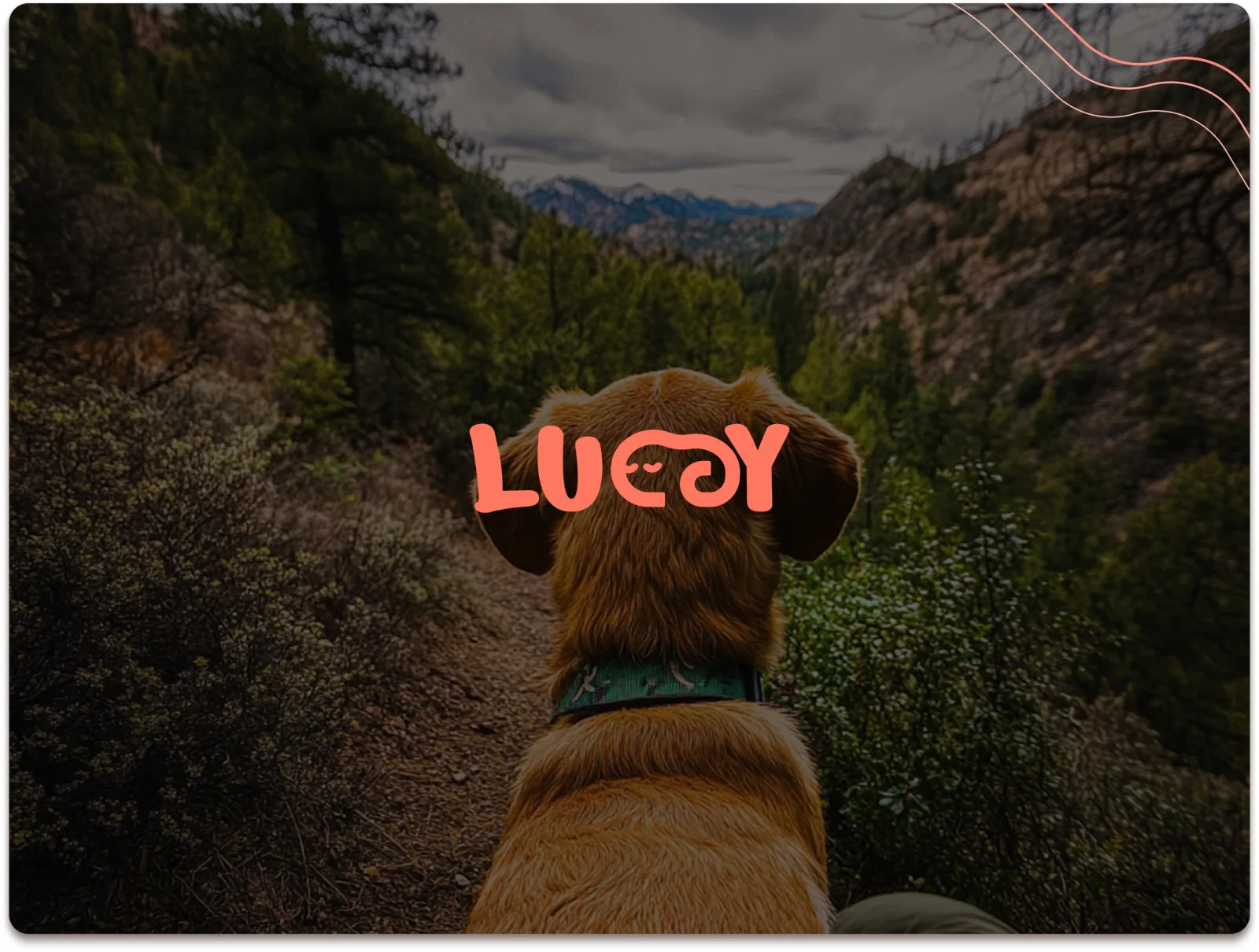 Luccy Preview Image Banner